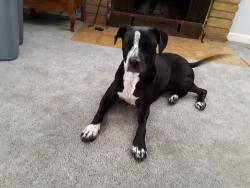 Lost Female Dog last seen Brookhurst and Trask, Garden Grove, CA 92844