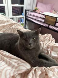 Lost Male Cat last seen By the Charles O’Brien park, Lincolnwood, IL 60712