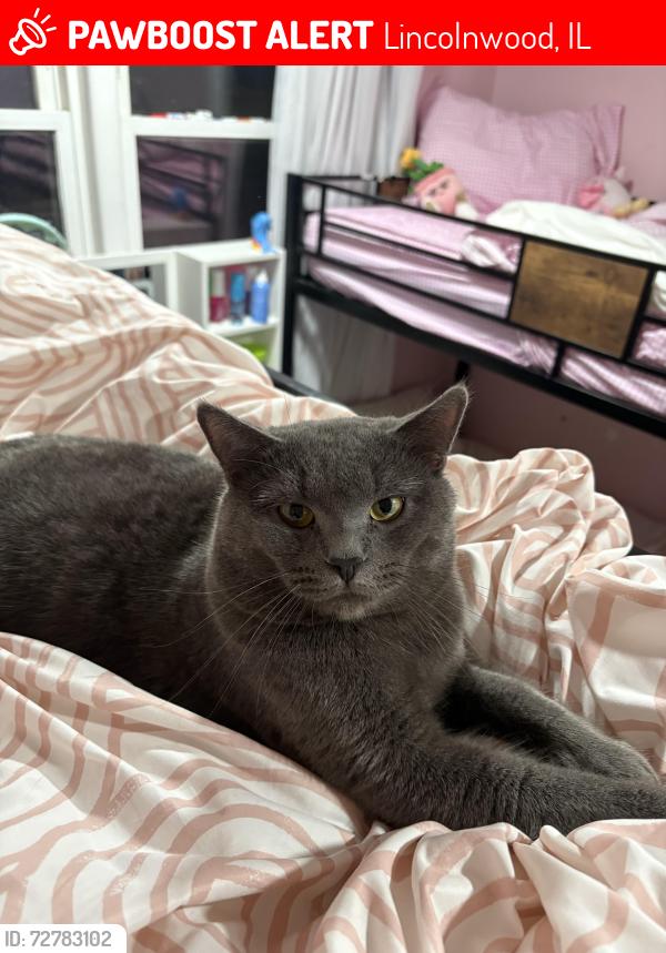 Lost Male Cat last seen By the Charles O’Brien park, Lincolnwood, IL 60712