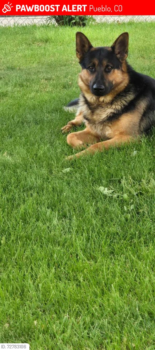 Lost Male Dog last seen 17th & Queens, Pueblo, CO 81001