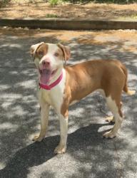Found/Stray Female Dog last seen Near Katherine Road in bush on left side near fence, Rex, GA 30273