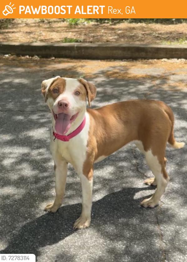 Found/Stray Female Dog last seen Near Katherine Road in bush on left side near fence, Rex, GA 30273