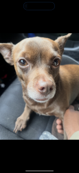 Lost Male Dog last seen Near Utrecht rd, Baltimore, MD 21206