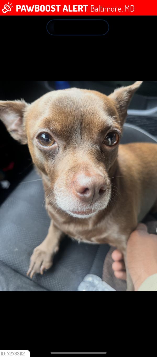 Lost Male Dog last seen Near Utrecht rd, Baltimore, MD 21206