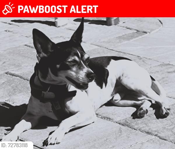 Lost Male Dog last seen Jacob st/ markham, Charlotte County, FL 33953