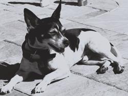 Lost Male Dog last seen Jacob st/ markham, Charlotte County, FL 33953