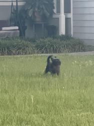 Found/Stray Unknown Dog last seen Goldsboro Elementary , Sanford, FL 32771