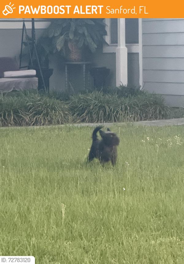 Found/Stray Unknown Dog last seen Goldsboro Elementary , Sanford, FL 32771