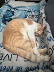Lost Male Cat last seen Watson, airport Rd, Lutheridge residential, Arden Walmart, Arden, NC 28704