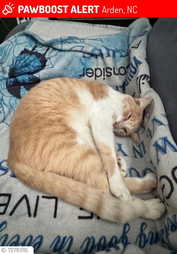 Lost Male Cat last seen Watson, airport Rd, Lutheridge residential, Arden Walmart, Arden, NC 28704