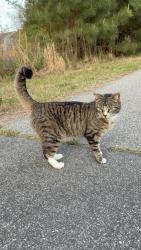 Found/Stray Unknown Cat last seen On East Juniper Ave near Traditions Grande Blvd, Wake Forest, NC 27587