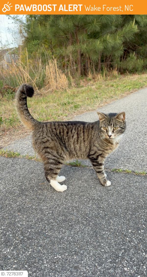Found/Stray Unknown Cat last seen On East Juniper Ave near Traditions Grande Blvd, Wake Forest, NC 27587