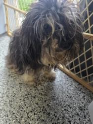 Found/Stray Female Dog last seen Marcia ln, Indianapolis, IN 46217