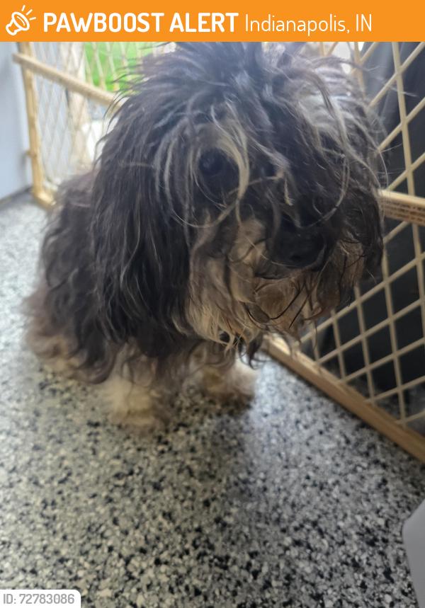 Found/Stray Female Dog last seen Marcia ln, Indianapolis, IN 46217