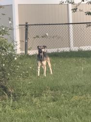 Found/Stray Unknown Dog last seen Goldsboro, Sanford, FL 32771