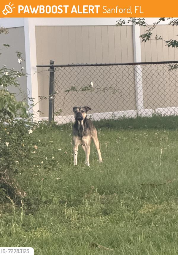 Found/Stray Unknown Dog last seen Goldsboro, Sanford, FL 32771