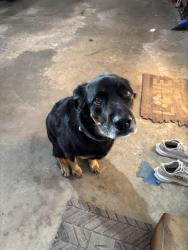 Found/Stray Unknown Dog last seen Freedom elementary, Harrisburg, SD 57032