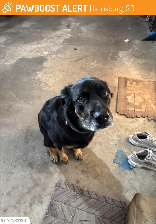 Found/Stray Unknown Dog last seen Freedom elementary, Harrisburg, SD 57032