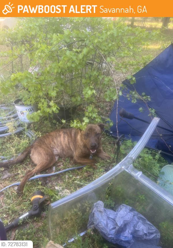 Found/Stray Male Dog last seen Ogeechee rd, Savannah, GA 31405