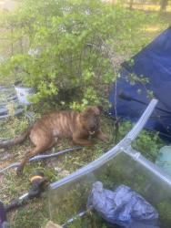 Found/Stray Male Dog last seen Ogeechee rd, Savannah, GA 31405