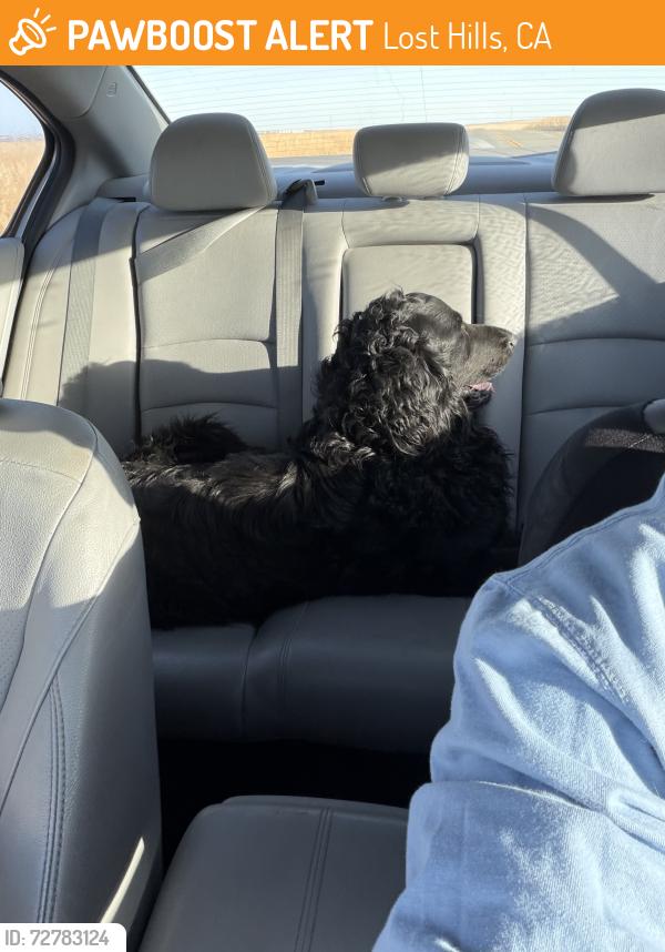 Found/Stray Male Dog last seen Chalan Solar Project, 10009 king road lost hills, ca, Lost Hills, CA 93249