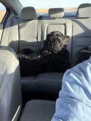 Found/Stray Male Dog last seen Chalan Solar Project, 10009 king road lost hills, ca, Lost Hills, CA 93249
