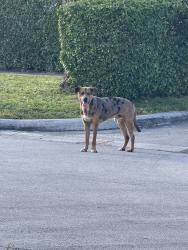 Found/Stray Male Dog last seen North Miami Beach city hall, North Miami Beach, FL 33162