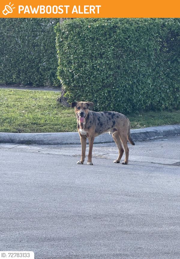 Found/Stray Male Dog last seen North Miami Beach city hall, North Miami Beach, FL 33162