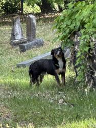 Found/Stray Unknown Dog last seen Maplewood Cemetery, Durham, NC 27701