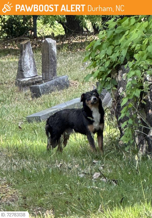 Found/Stray Unknown Dog last seen Maplewood Cemetery, Durham, NC 27701