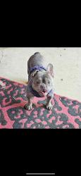 Lost Male Dog last seen Reward‼️‼️‼️, Pismo Beach, CA 93449
