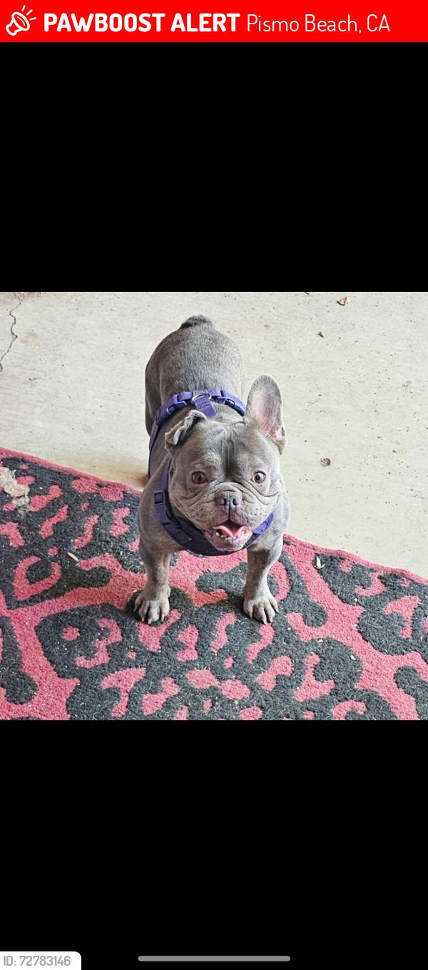 Lost Male Dog last seen Reward‼️‼️‼️, Pismo Beach, CA 93449