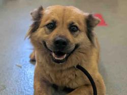 Shelter Stray Female Dog last seen HIGHWAY 94, Bonita, CA 91902
