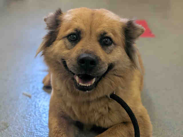 Shelter Stray Female Dog last seen HIGHWAY 94, Bonita, CA 91902
