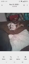 Lost Female Dog last seen Hwy 81 east, McDonough, GA 30252