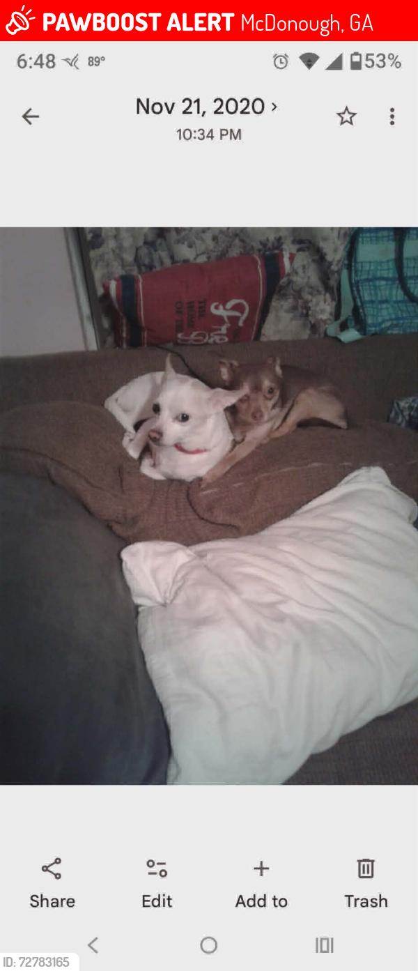 Lost Female Dog last seen Hwy 81 east, McDonough, GA 30252