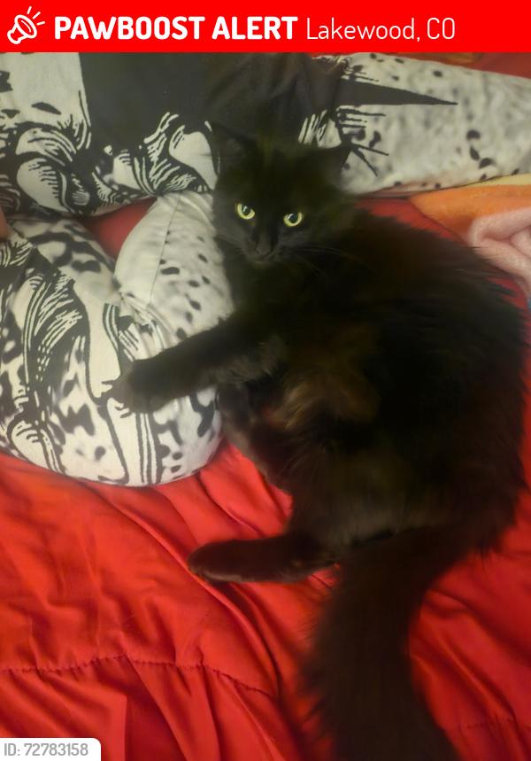 Lost Female Cat last seen Harlan and ohio st, Lakewood, CO 80226