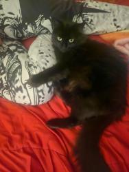 Lost Female Cat last seen Harlan and ohio st, Lakewood, CO 80226