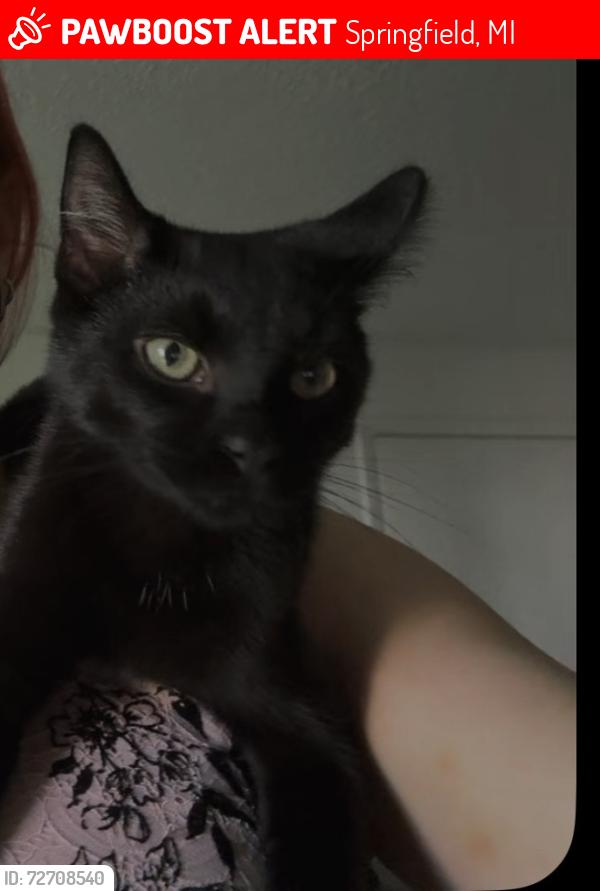 Lost Male Cat last seen W man , Springfield, MI 49037