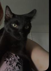 Lost Male Cat last seen W man , Springfield, MI 49037