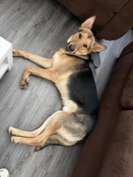 Found/Stray Male Dog last seen Lancaster apmts, Harris County, TX 77094