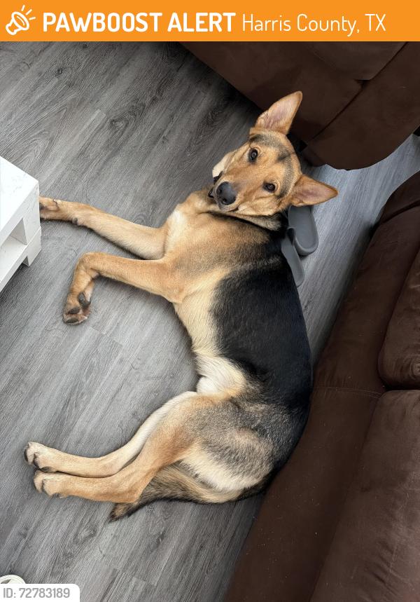 Found/Stray Male Dog last seen Lancaster apmts, Harris County, TX 77094