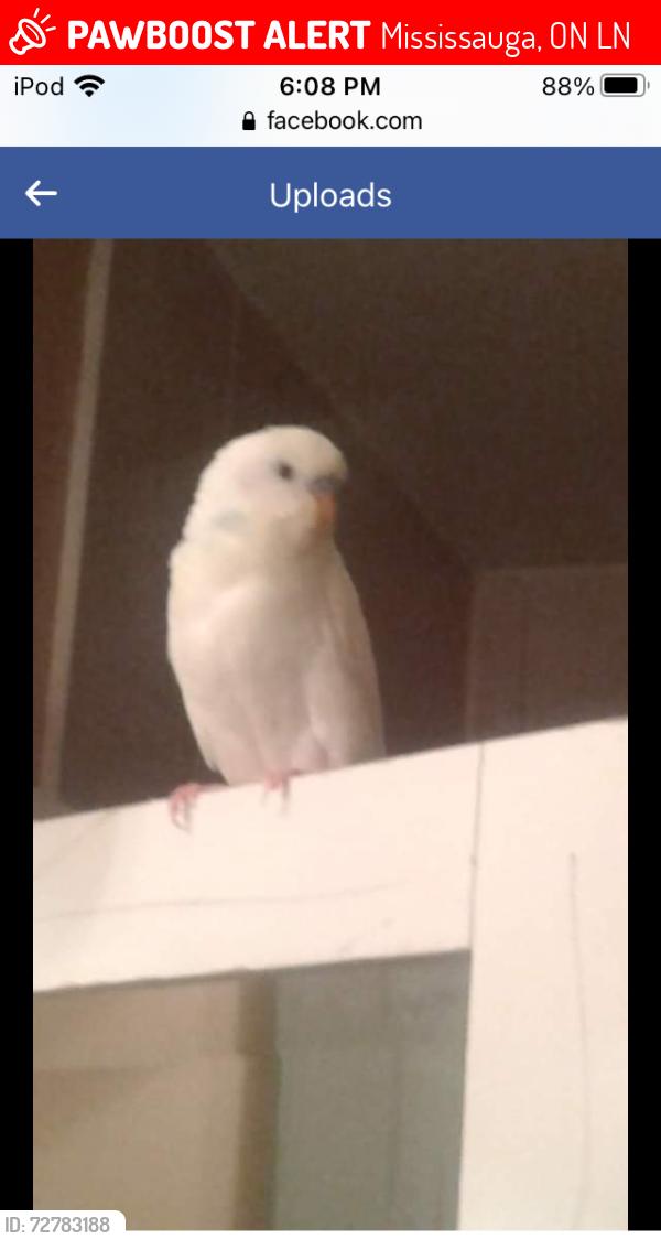 Lost Male Bird last seen Plowmans park , Mississauga, ON L5N