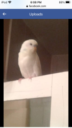 Lost Male Bird last seen Plowmans park , Mississauga, ON L5N