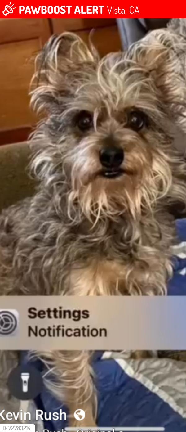 Lost Female Dog last seen Seaview, Vista, CA 92081