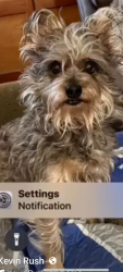 Lost Female Dog last seen Seaview, Vista, CA 92081