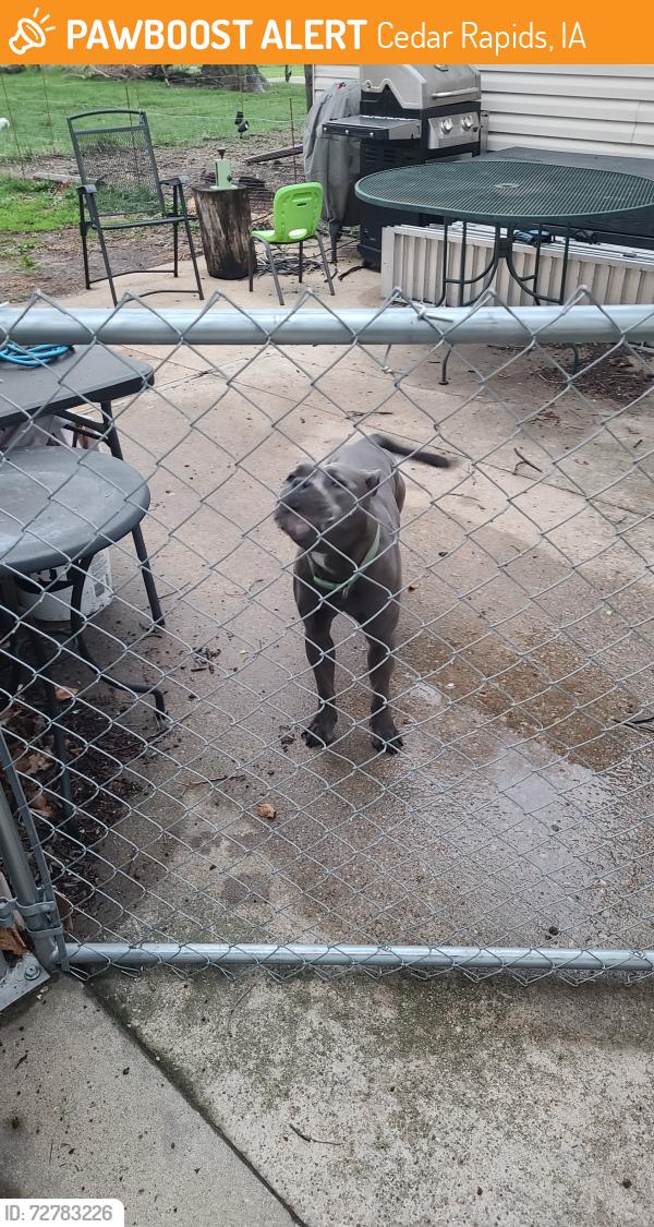 Found/Stray Male Dog last seen Wyoming Drive , Cedar Rapids, IA 52404