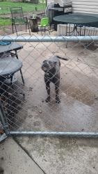 Found/Stray Male Dog last seen Wyoming Drive , Cedar Rapids, IA 52404