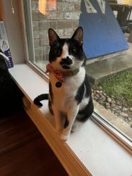 Lost Male Cat last seen Last seen near Tuscany park apmts , San Antonio, TX 78216