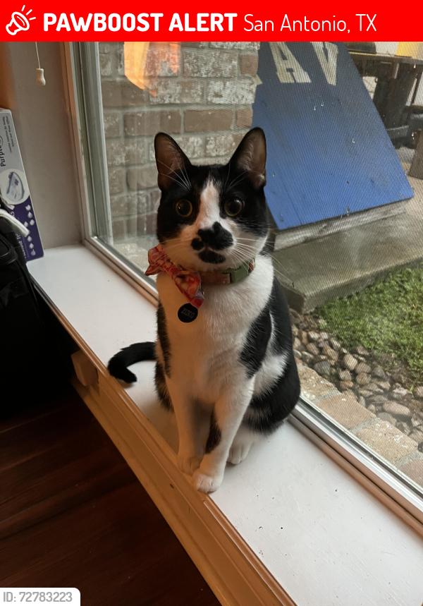 Lost Male Cat last seen Last seen near Tuscany park apmts , San Antonio, TX 78216